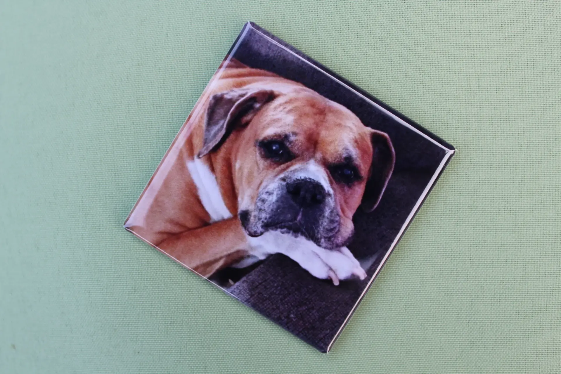pets magnet photo