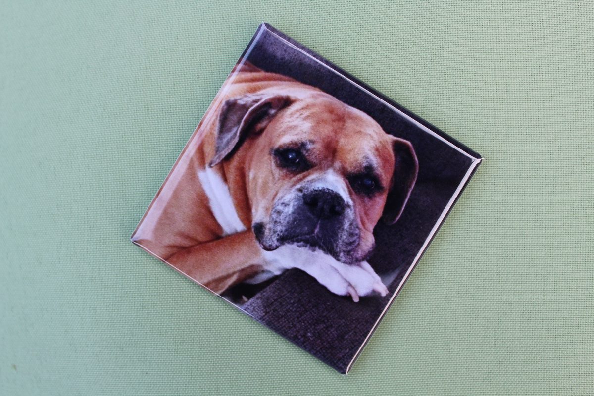 Pets photo magnet on a fridge